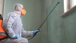 Best Black Mold Removal  in Jackson, GA